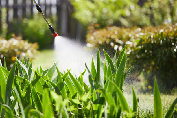 24/7 Emergency Termite Control experts in Gunter, TX